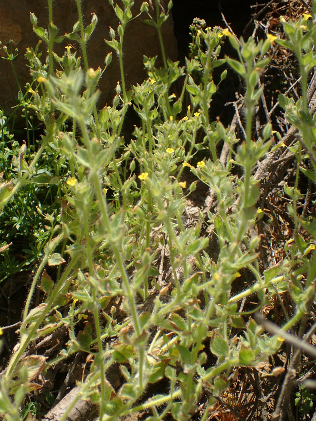 High Resolution Mimetanthe pilosa Plant